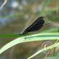 P1100444